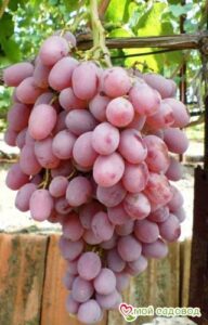 Виноград Тайфи розовый в Алуште