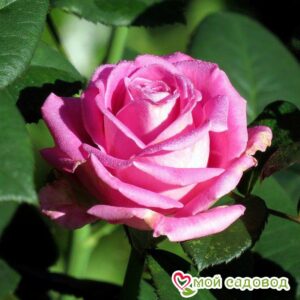 Роза чайно-гибридная Аква в Алуште