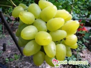 Виноград Бажена в Алуште