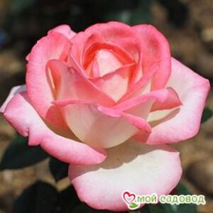 Роза Невеста в Алуште