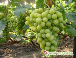 Виноград Королева вин в Алуште