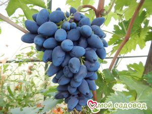 Виноград Викинг в Алуште