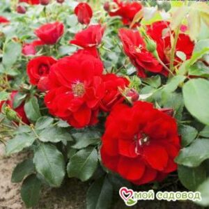 Роза Центро-Розе в Алуште