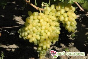 Виноград Столетие в Алуште