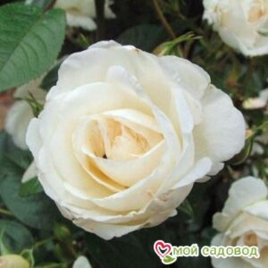 Роза Спрей белый в Алуште