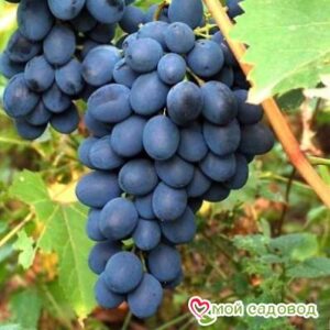 Ароматный и сладкий виноград “Августа” в Алуште