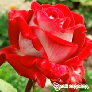 Роза Латин Леди в Алуште