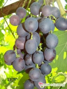 Виноград Астра в Алуште