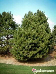 Сосна Чёрная (Pinus Nigra) в Алуште