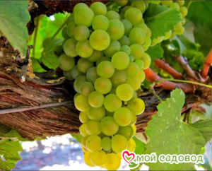 Виноград Амурский Белый (Высокоурожайный, ранний сорт) в Алуште