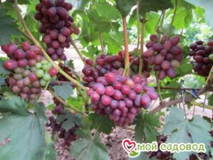Виноград Фаэтон в Алуште