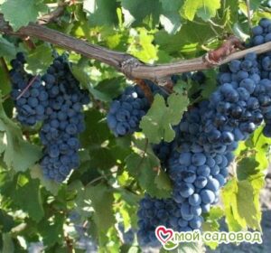 Виноград Рубиновый Магарача в Алуште