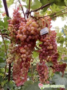 Виноград Лучистый в Алуште