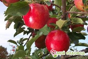 Яблоня Джонаголд в Алуште