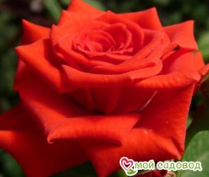 Роза чайно-гибридная Корвет в Алуште
