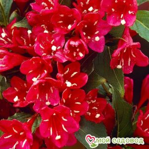 Вейгела цветущая “Ред Принц” в Алуште