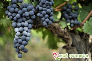 Виноград Ливадийский черный в Алуште
