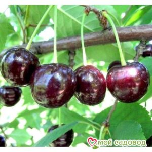 Саженцы вишни – Чудо-вишня в Алуште