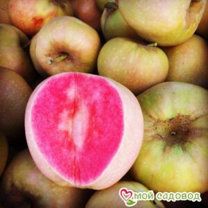 Яблоня Розовый жемчуг в Алуште