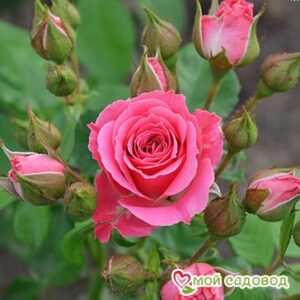 Роза Спрей розовый в Алуште