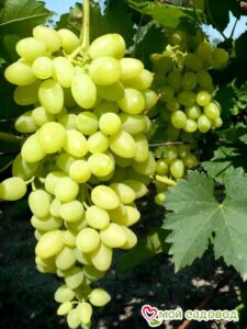 Виноград Осенний крупноплодный в Алуште