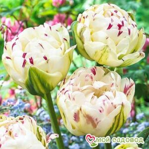 Тюльпан махровый Дэнс Лайн в Алуште