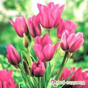 Тюльпан многоцветковый Пурпл Букет в Алуште