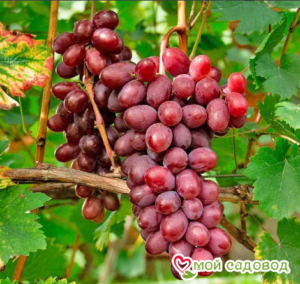 Виноград Виктория винная в Алуште