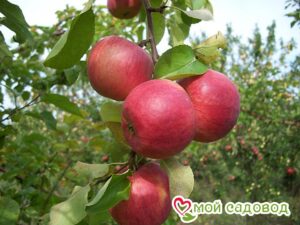 Яблоня Жигулевское в Алуште